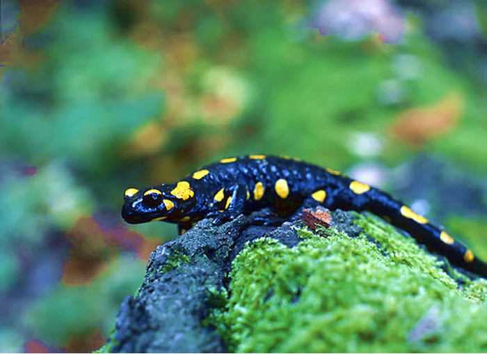 Fire Salamander Setup