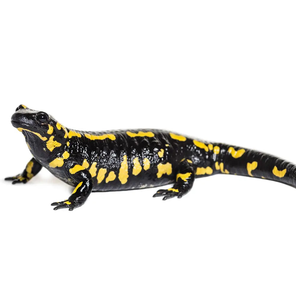 Buy Fire Salamander Setup online