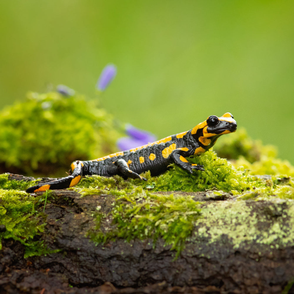 A black and yellow fire salamander resting on a bright green moss covered log with purple flowers behind it.