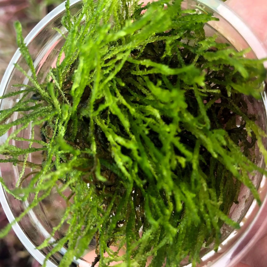 Buy Flame Moss (Taxiphyllum alternans 'Taiwan Flame') (PPL616) Online at £4.74 from Reptile Centre
