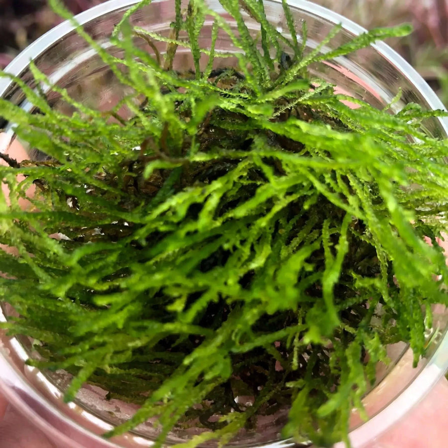 Buy Flame Moss (Taxiphyllum alternans 'Taiwan Flame') (PPL616) Online at £4.74 from Reptile Centre