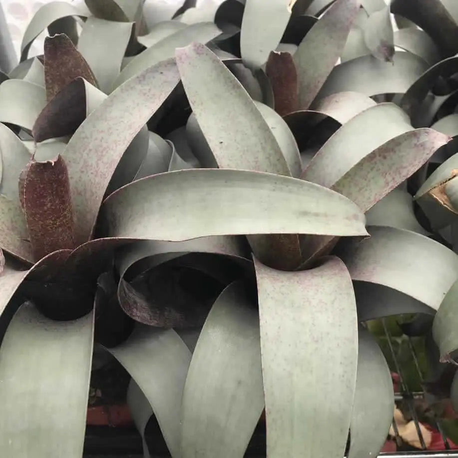 Buy Flaming Sword (Vriesea saundersii) online