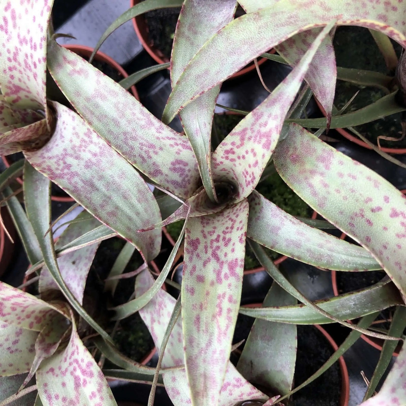 Buy Flaming Sword (Vriesea saundersii) online