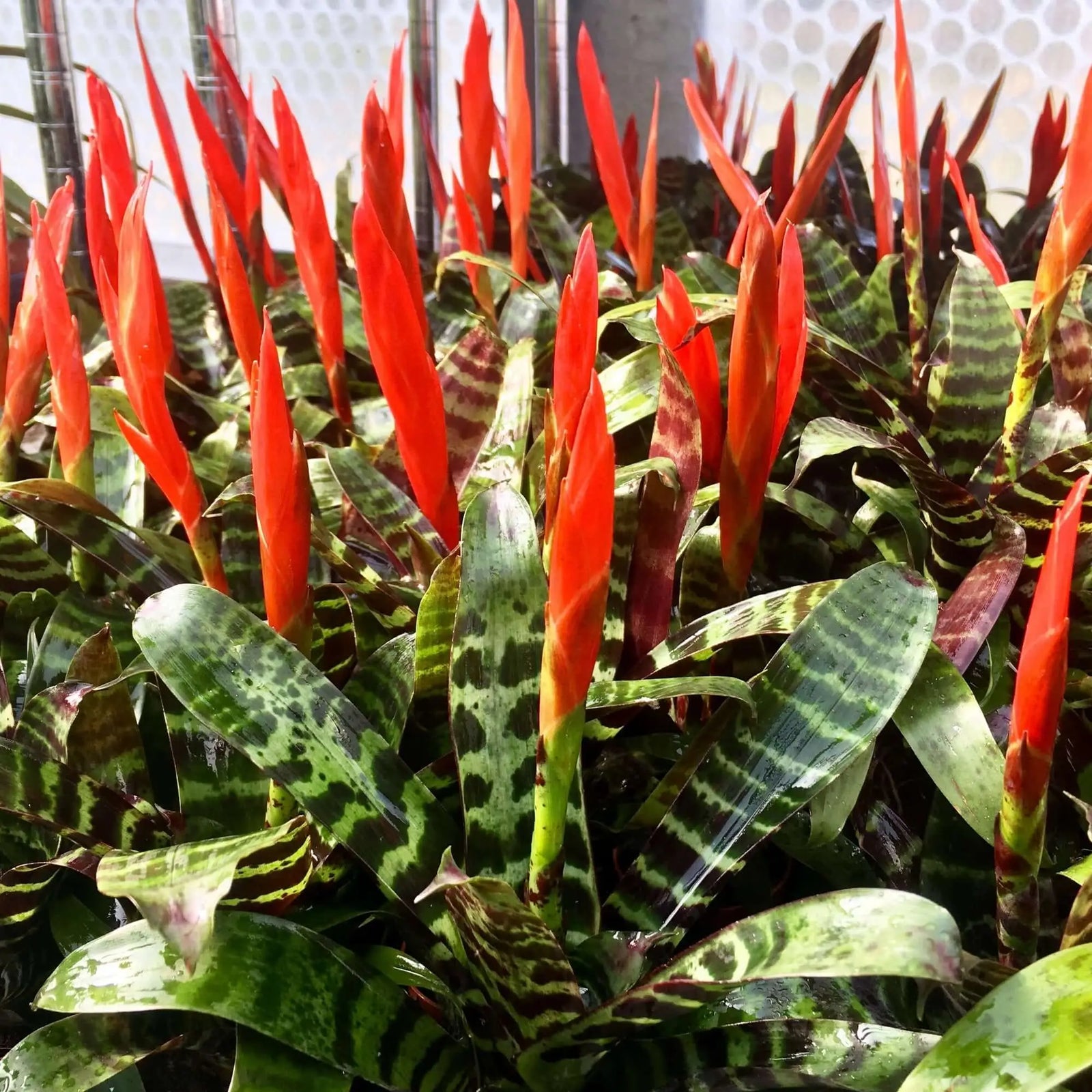 Buy Flaming Sword (Vriesea splendens 'Era') online
