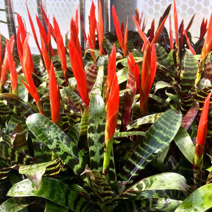 Buy Flaming Sword (Vriesea splendens 'Era') (PPL271) Online at £5.69 from Reptile Centre