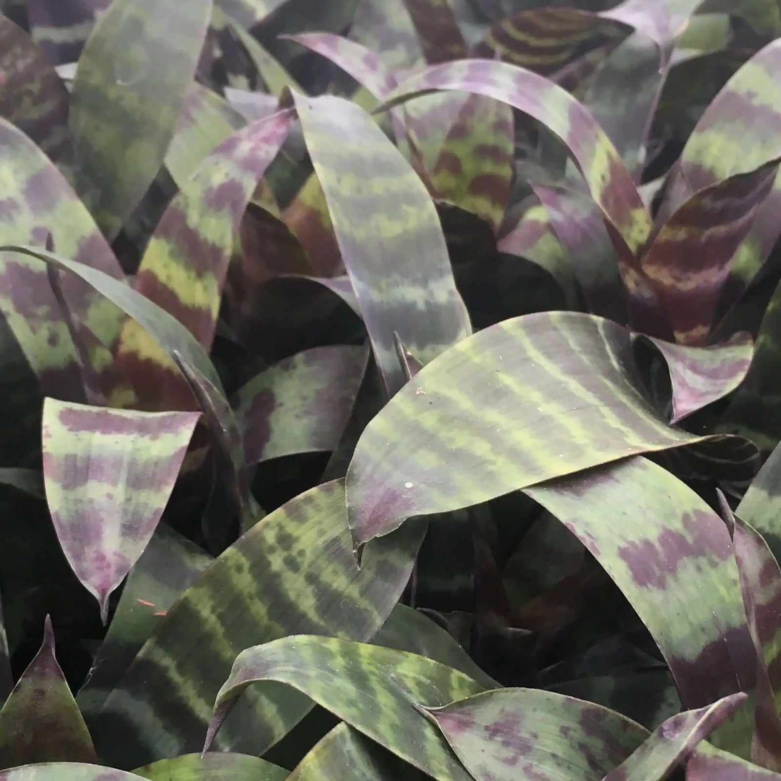 Buy Flaming Sword (Vriesea splendens 'Era') online