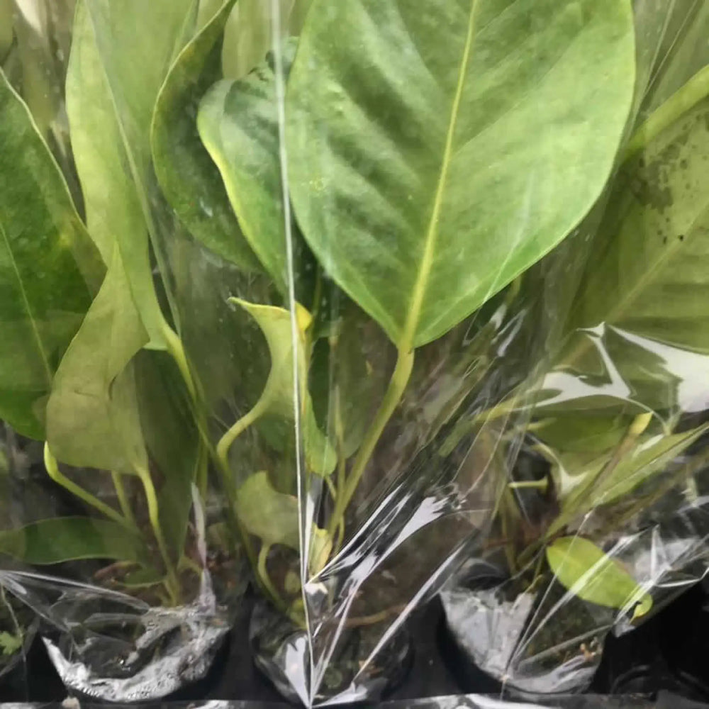 Buy Flamingo Flower (Anthurium sp.) (PPL201SN) Online at £5.69 from Reptile Centre