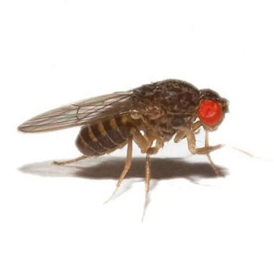 Buy Flightless Fruitflies 2-3mm (A318) Online at £3.19 from Reptile Centre