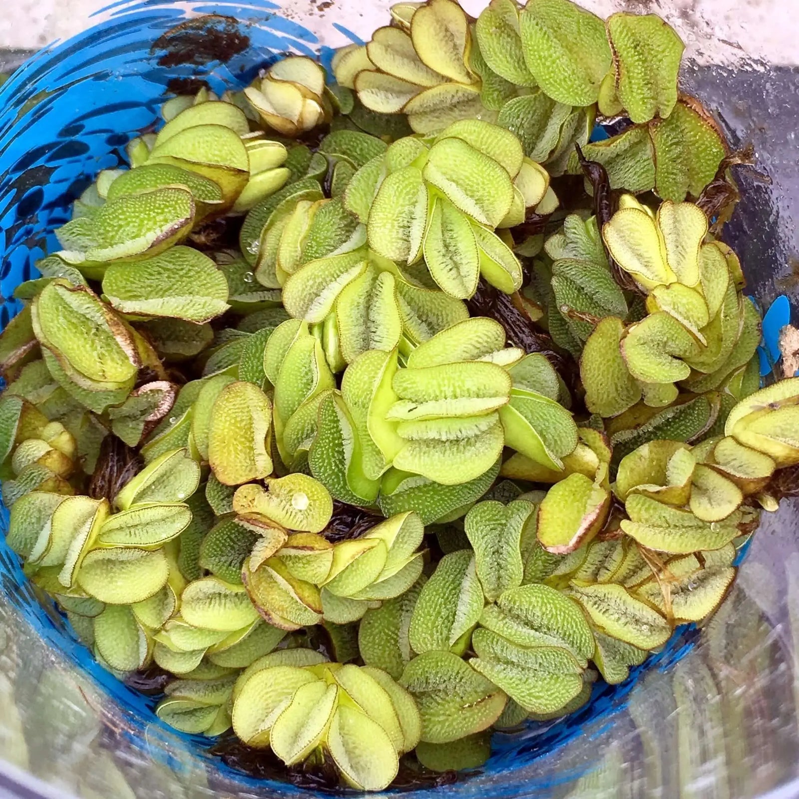 Buy Floating Fern (Salvinia natans) online