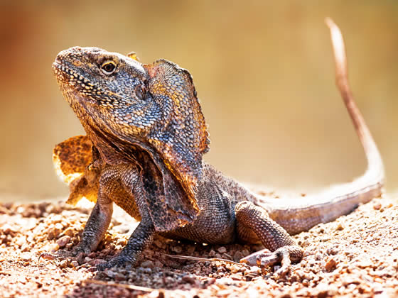 australian frilled lizards