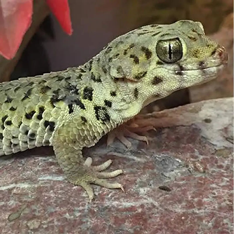 Buy Frog Eyed Gecko Setup online