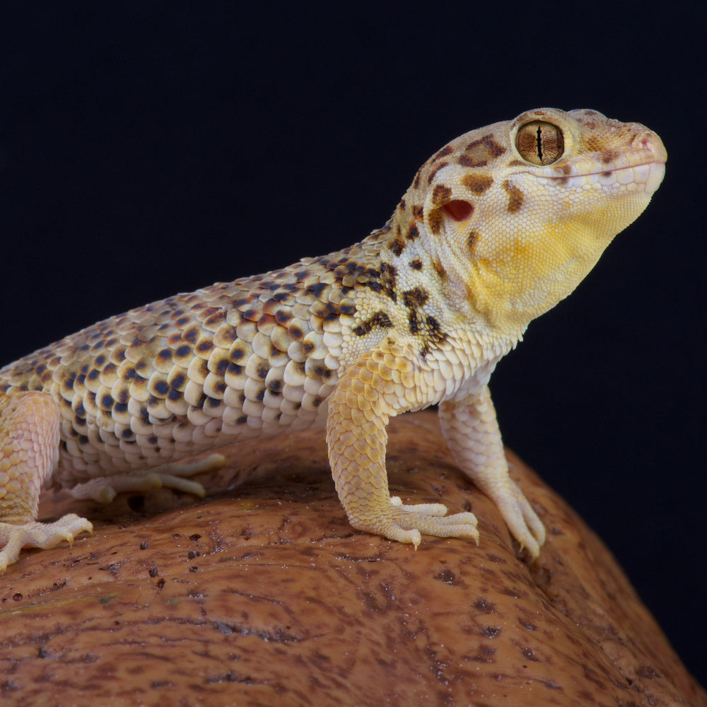 A frog eyed gecko standing atop a resin cave