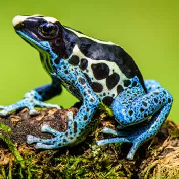Frogs