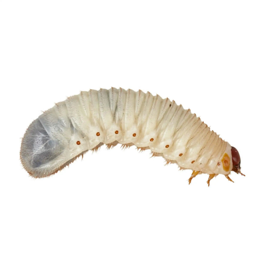 Buy Fruit Beetle Grubs 20-35mm (A342) Online at £3.39 from Reptile Centre
