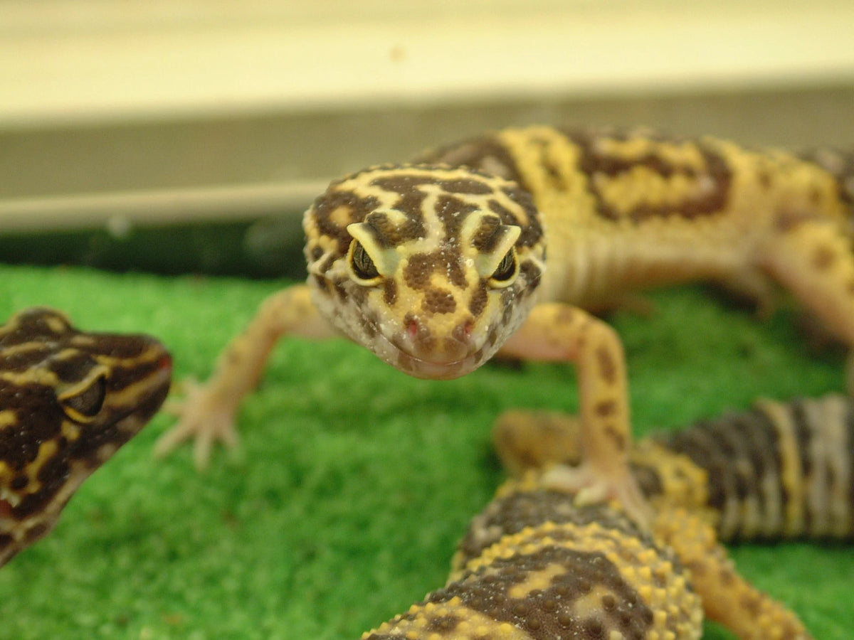 Hamilton Gecko Gecko Gallery – Northampton Reptile Centre