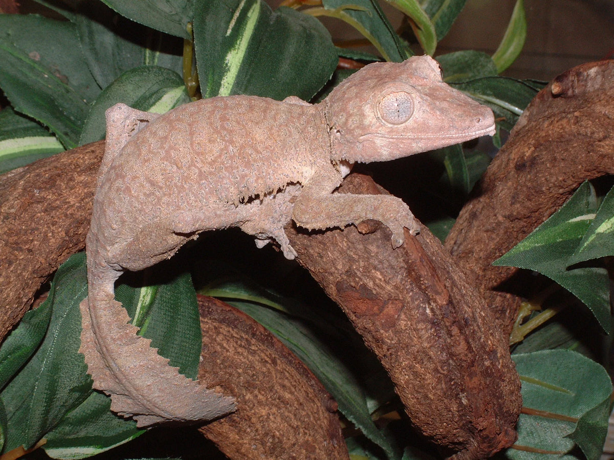 Hamilton Gecko Gecko Gallery – Northampton Reptile Centre