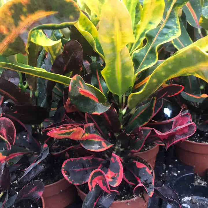 Buy Garden Croton 'Mammy' (Codiaeum variegatum) (PPL455L) Online at £9.49 from Reptile Centre