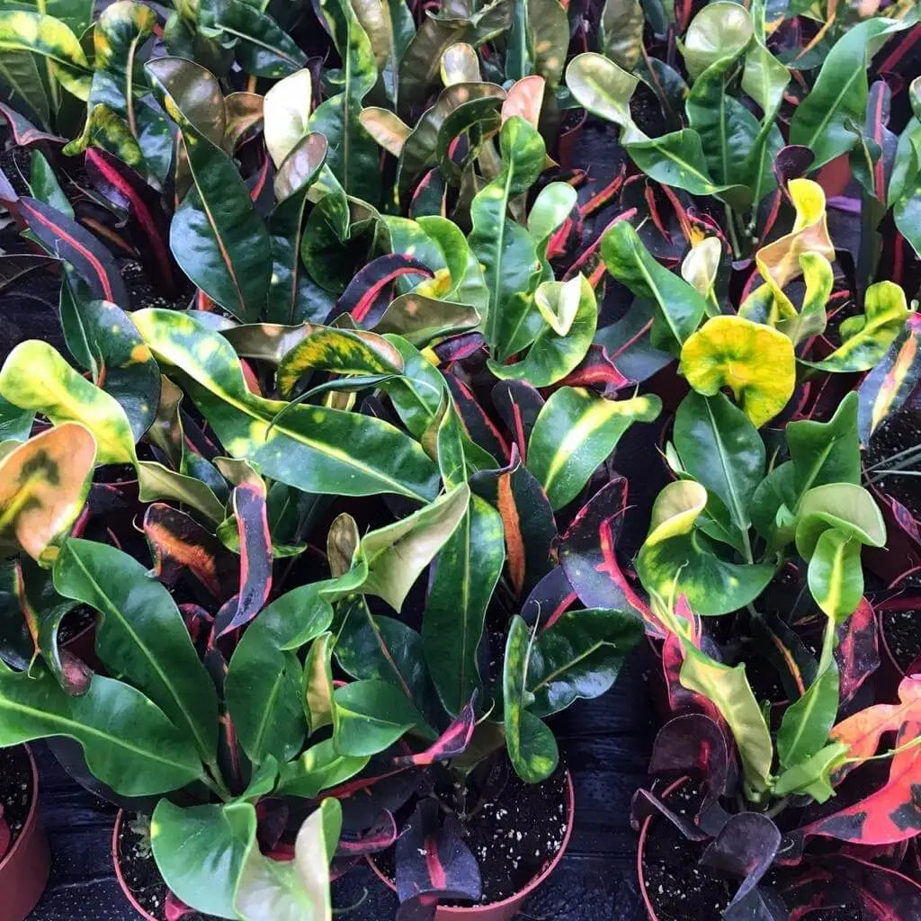 Buy Garden Croton 'Mammy' (Codiaeum variegatum) online