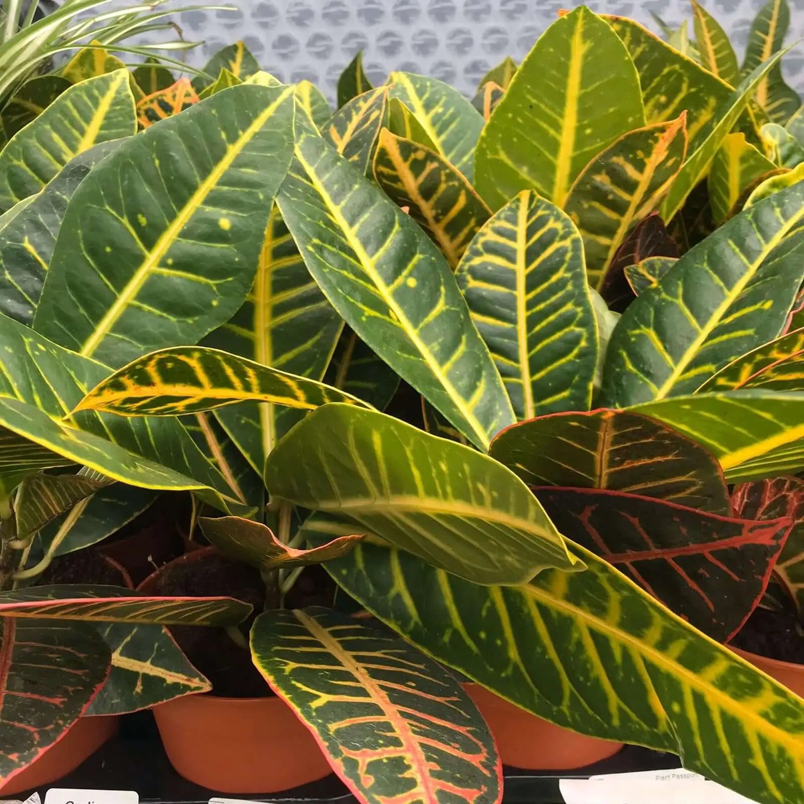Buy Garden Croton 'Nervia' (Codiaeum variegatum) online