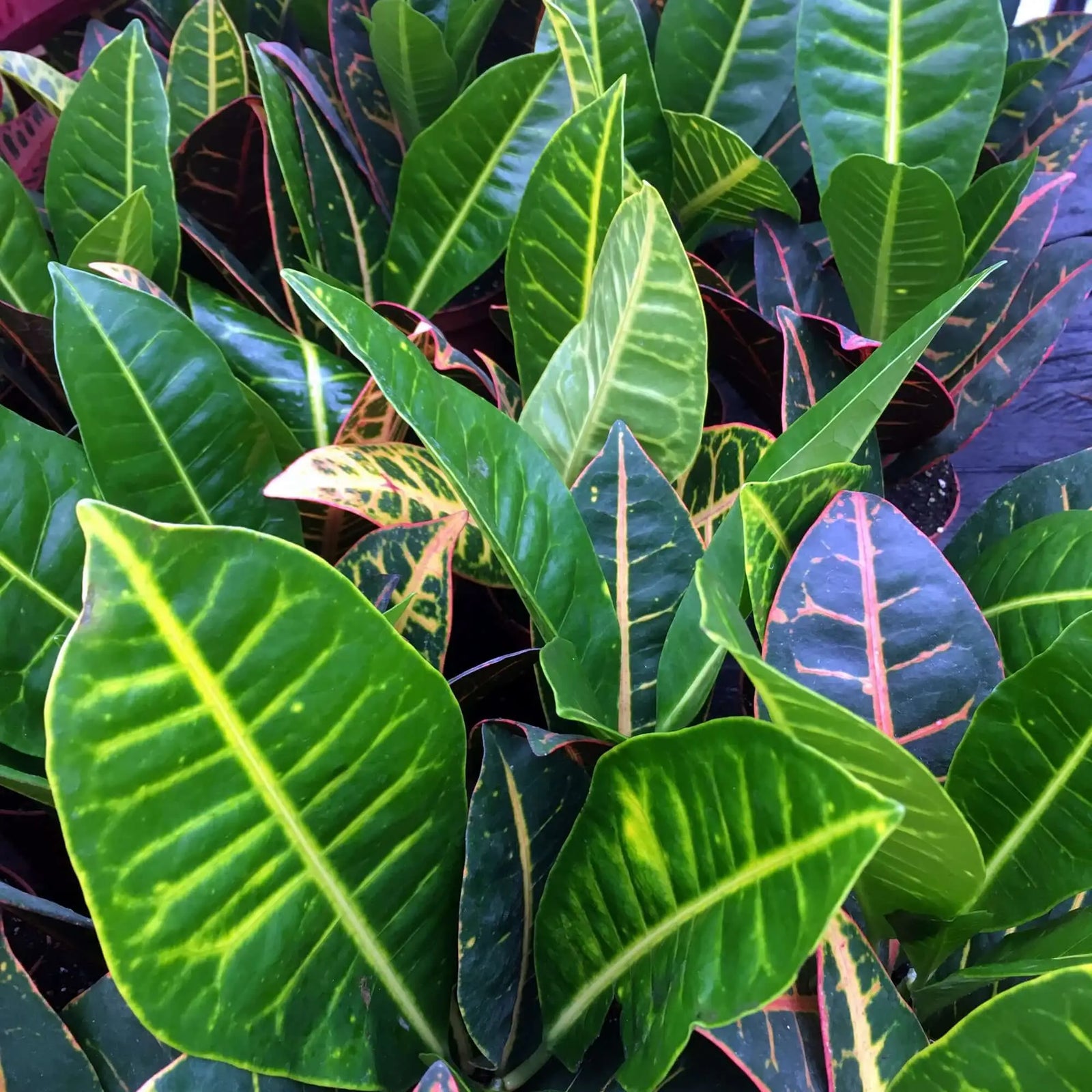 Buy Garden Croton 'Nervia' (Codiaeum variegatum) online