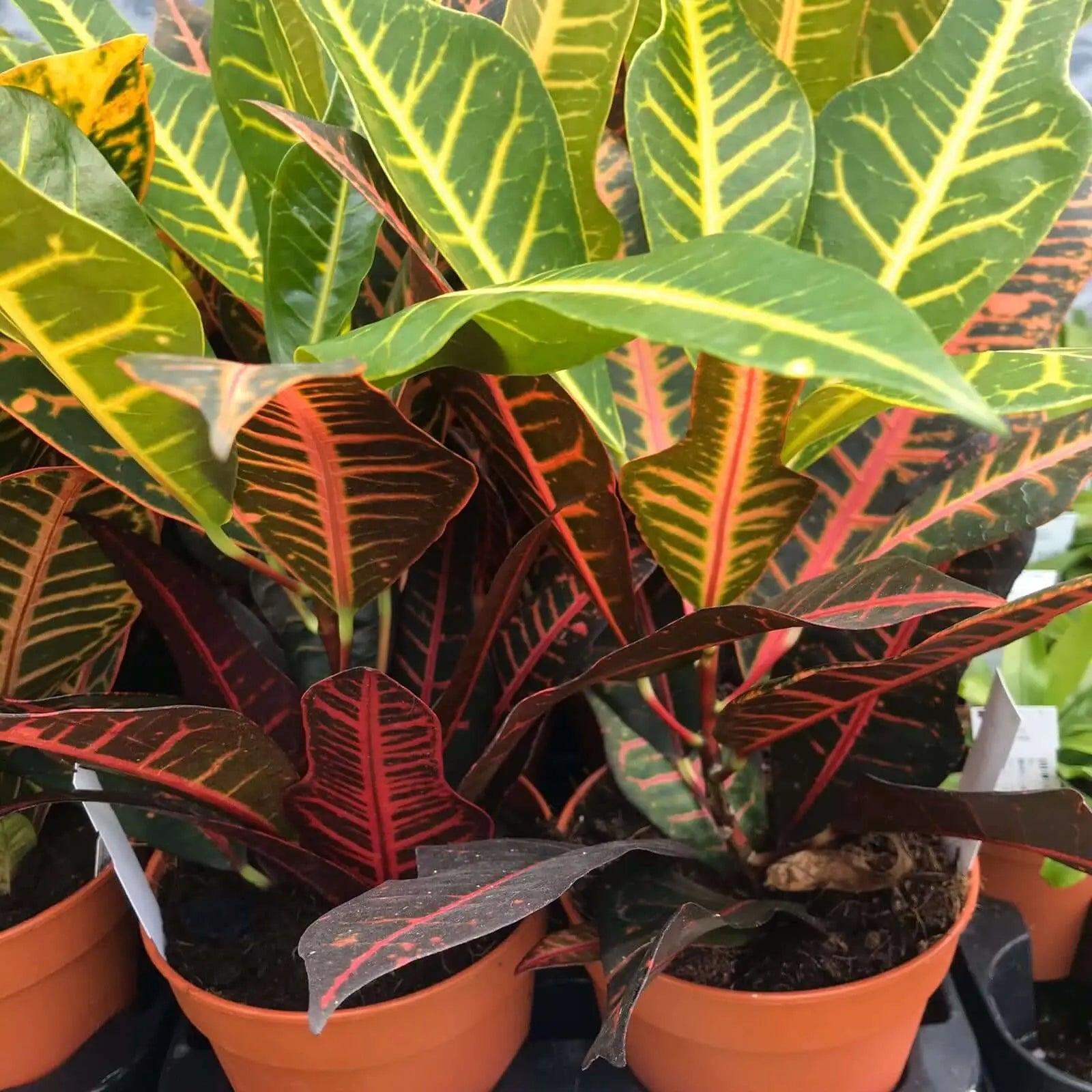 Buy Garden Croton 'Petra' (Codiaeum variegatum) online