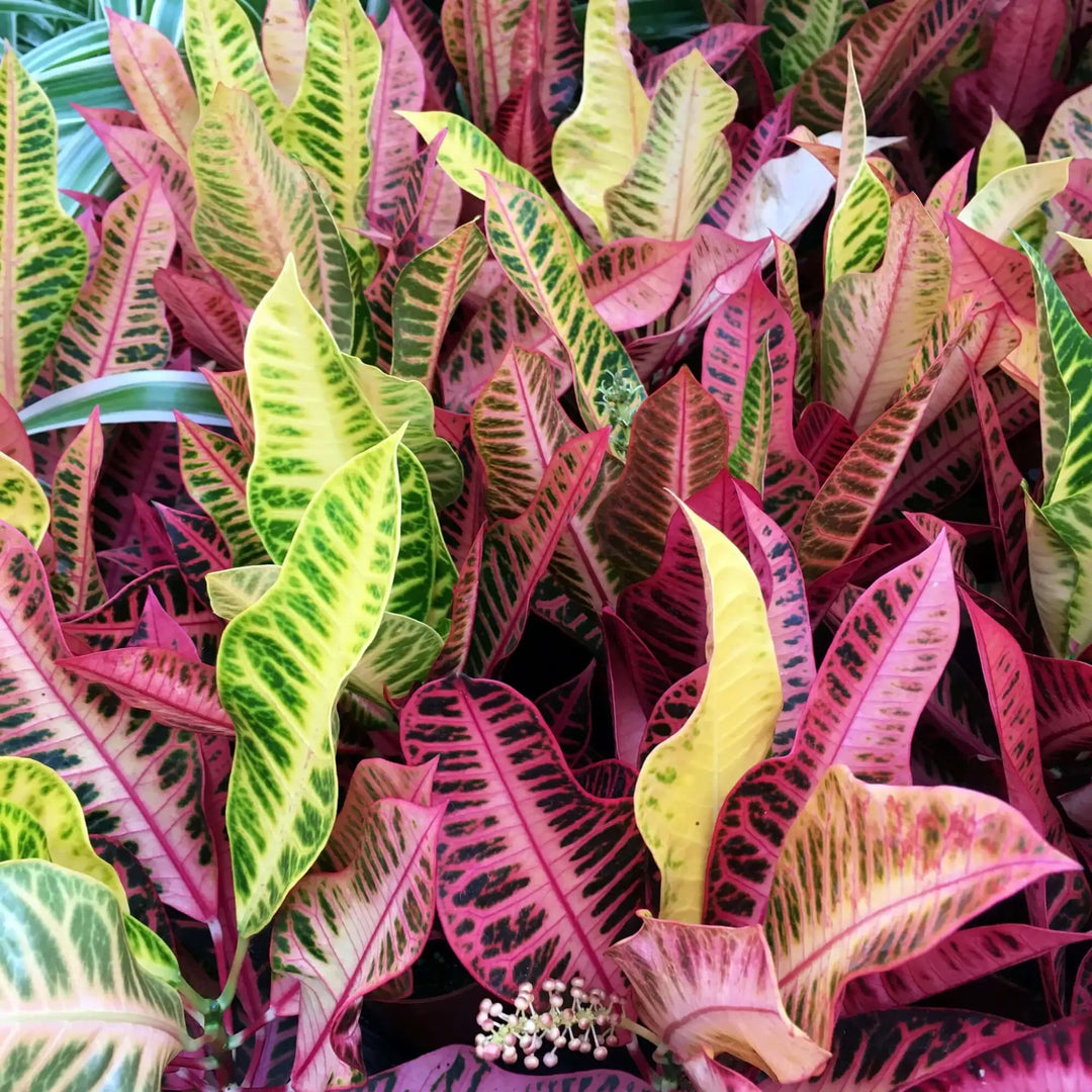 Buy Garden Croton 'Petra' (Codiaeum variegatum) (PPL450) Online at £6.64 from Reptile Centre