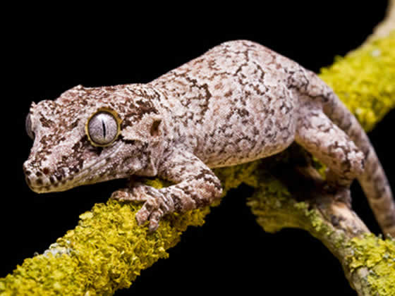 Gargoyle Gecko Setup