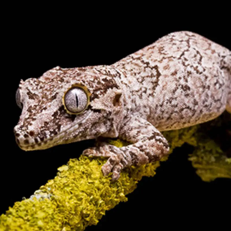 Buy Gargoyle Gecko Setup online