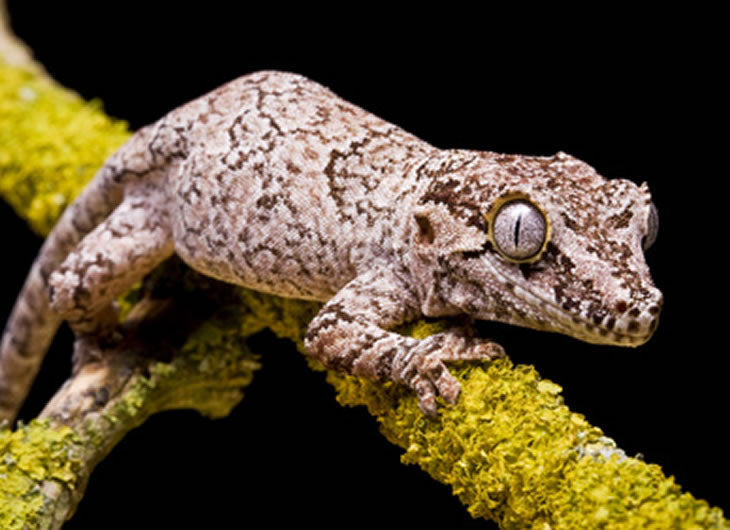 Gargoyle Gecko Setup Complete Habitat Kit Reptile Centre gargoyle-gecko-setup-complete-habitat-kit-reptile-centre