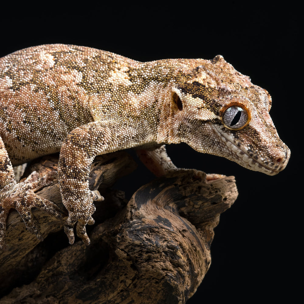 A high resolution, closeup picture of a gargoyle gecko on a wooden decoration against a black backdrop