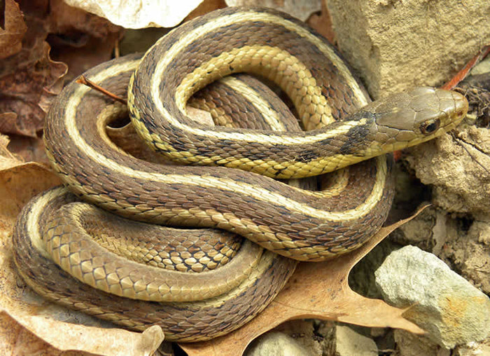 Garter Snake Setup