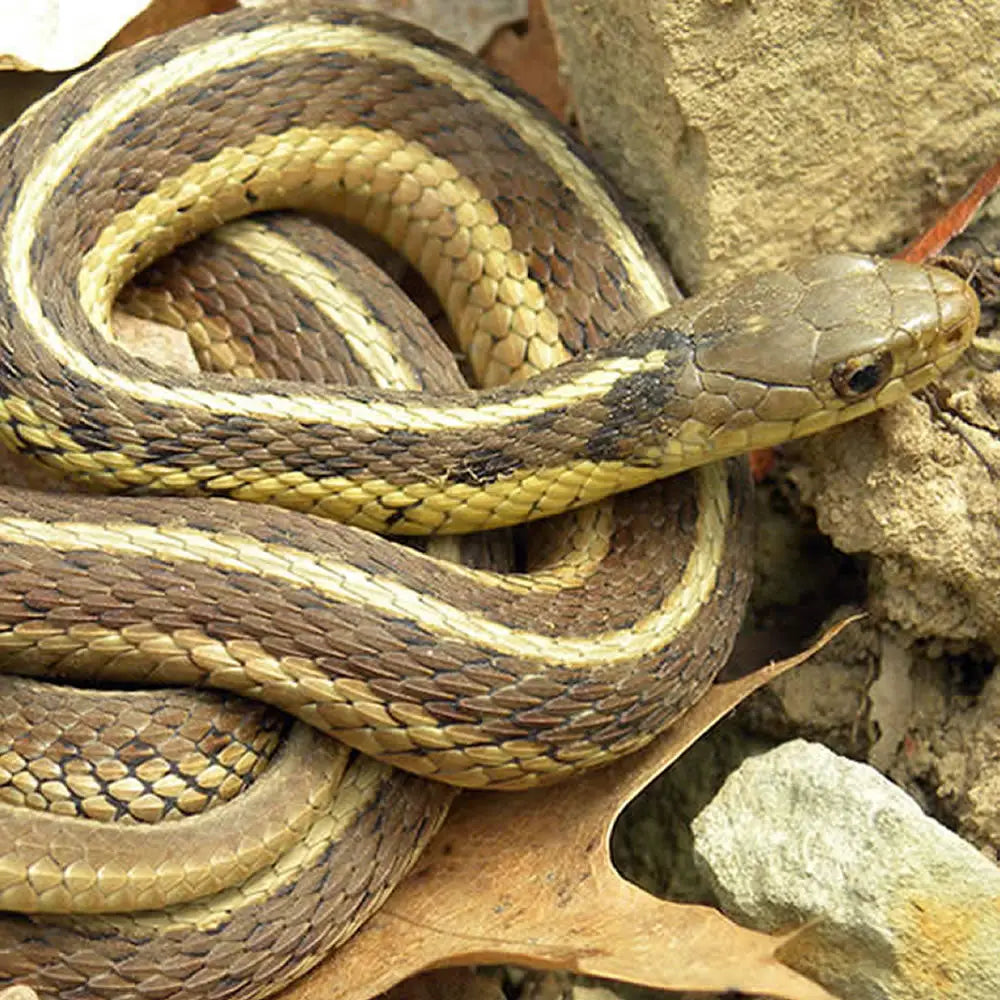 Buy Garter Snake Setup online