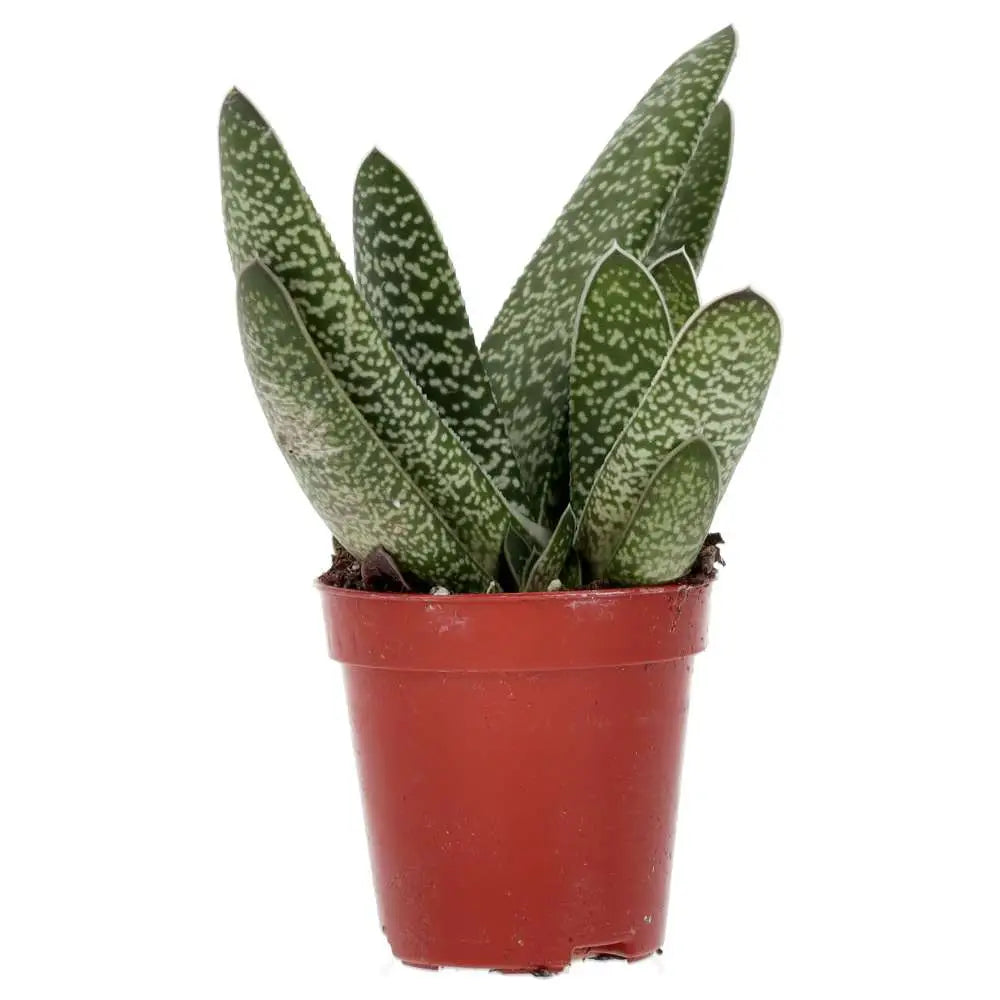 Gasteria ’Ox Tongue’ Small Live Plants