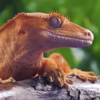 Geckos