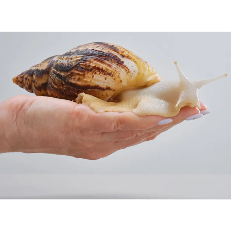 Giant African Land Snail Setup