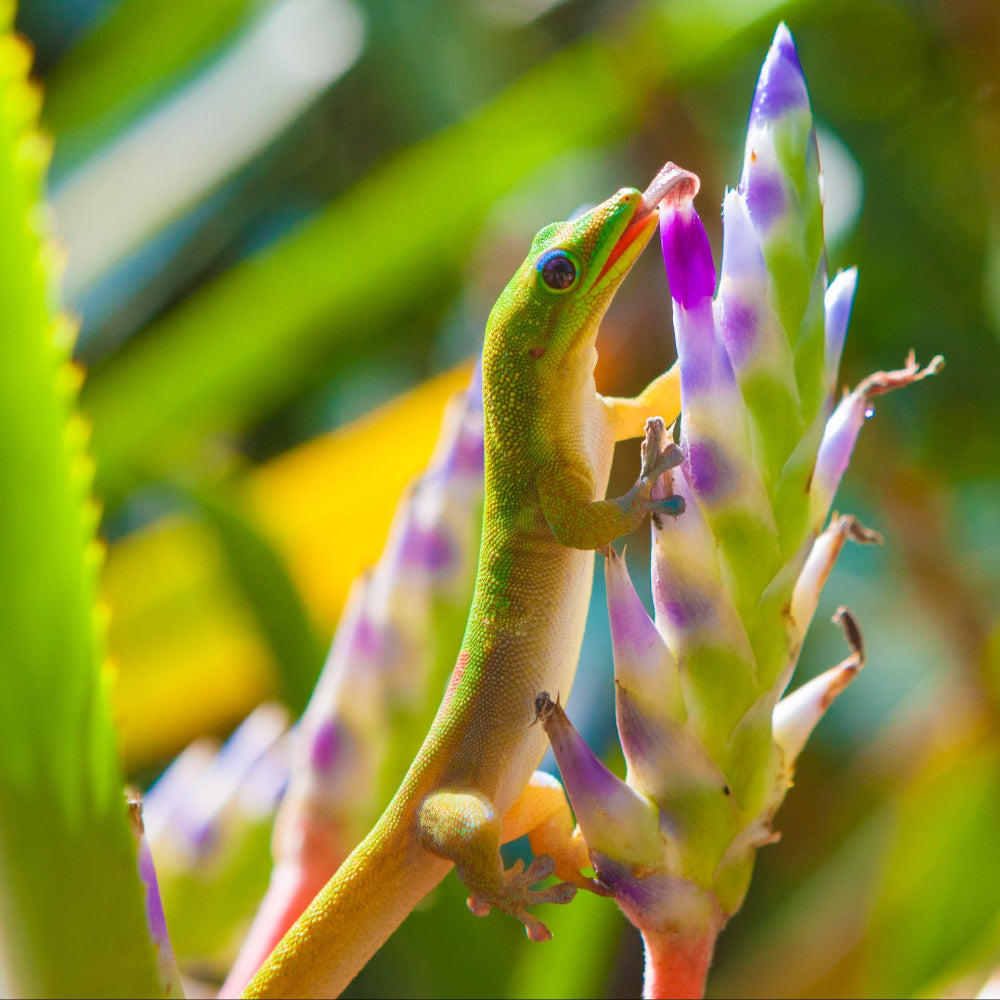 A Madagascan Giant Day Gecko licking nectar from a flower against a backdrop of stems and flowers.