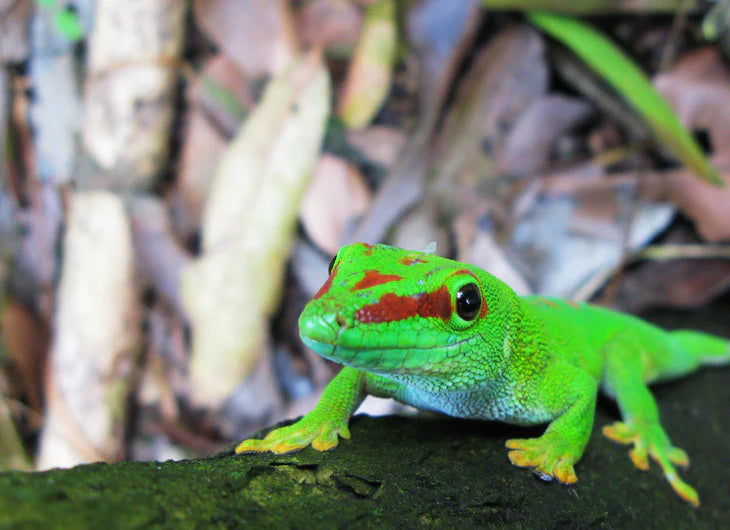 Giant Day Gecko Care: Madagascar's Emerald Beauty - Reptile Centre