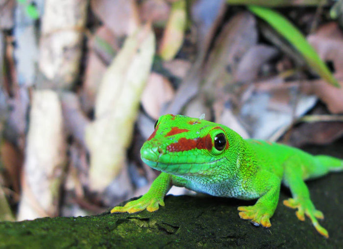 Giant Day Gecko Setup