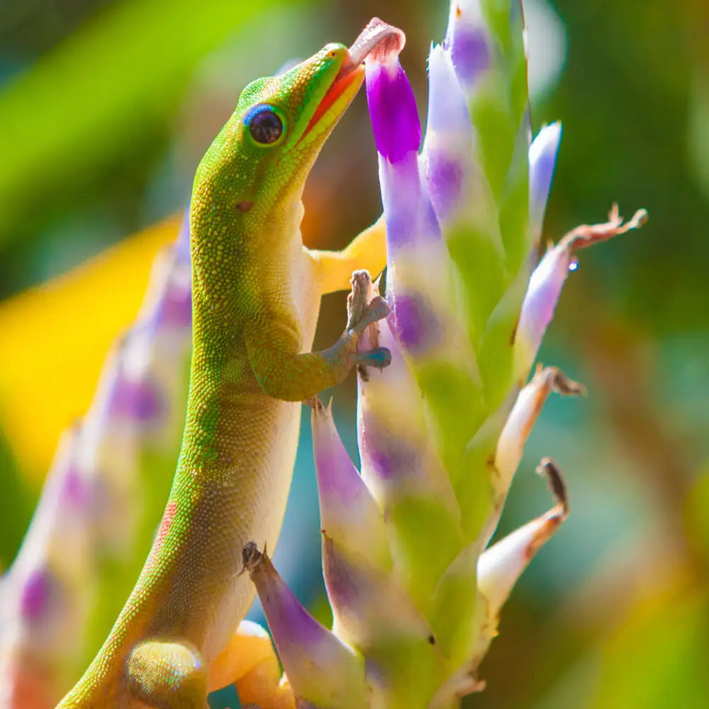 Buy Giant Day Gecko Setup online