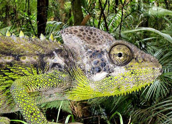 Giant Spiny Chameleon Setup