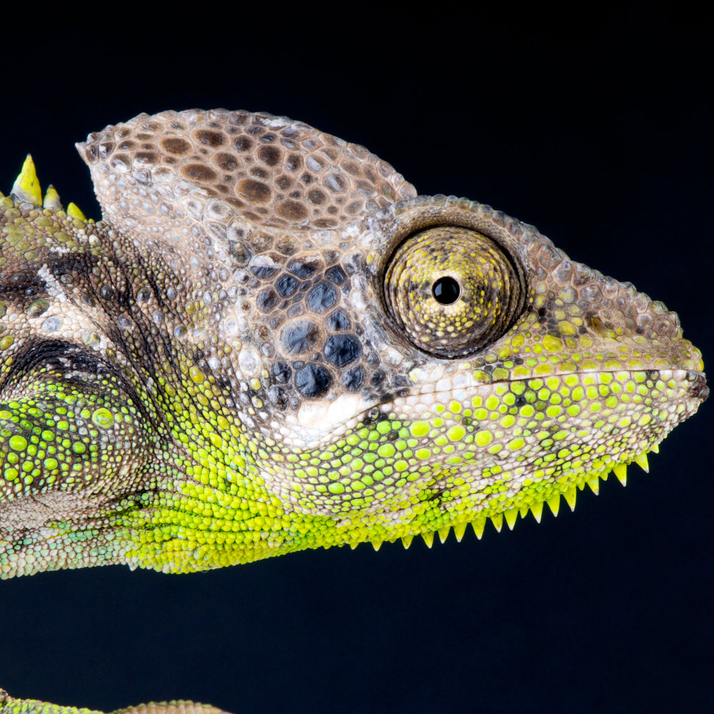 A closeup side profile of a giant spiny chameleon against a dark backdrop