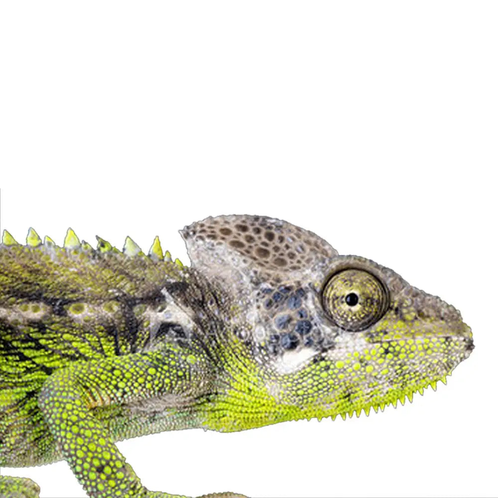 Buy Giant Spiny Chameleon Setup online