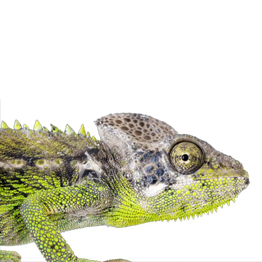 Giant Spiny Chameleon Setup