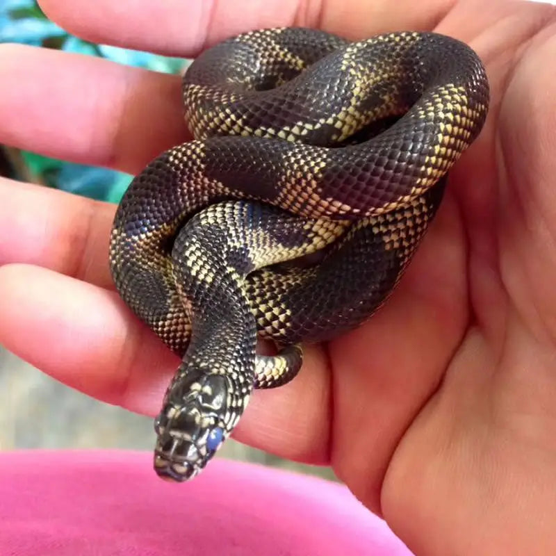 Buy Goins King Snake Setup online