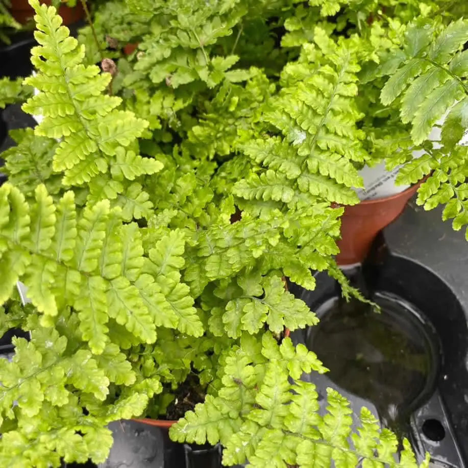 Buy Golden Fern (Dryopteris affinis) online