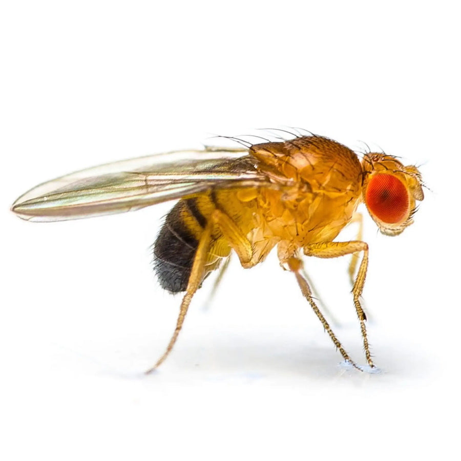 Golden Fruit Flies 1 - 2Mm Live Food
