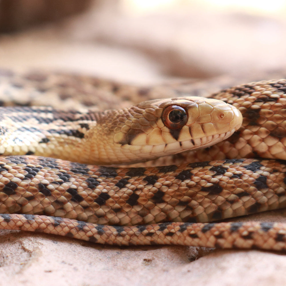 a gopher snake laying on a warm rock while lit from above.