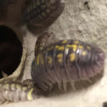 Granulated Isopods - 10 Pack