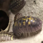 Granulated Isopods - 10 Pack  - Default 