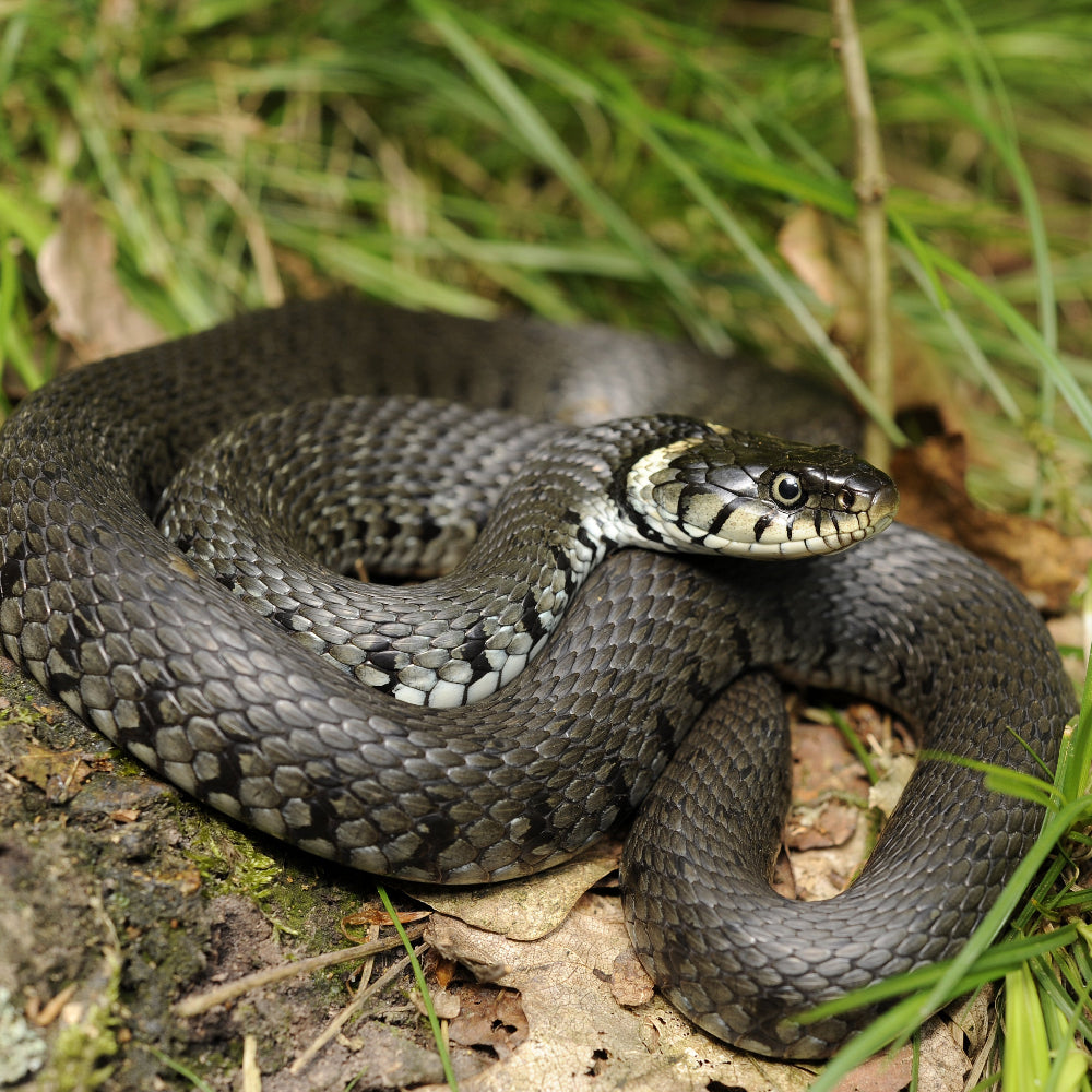 A grass snake with a bright white collar and chin resting on leaf litter and moss against grass.